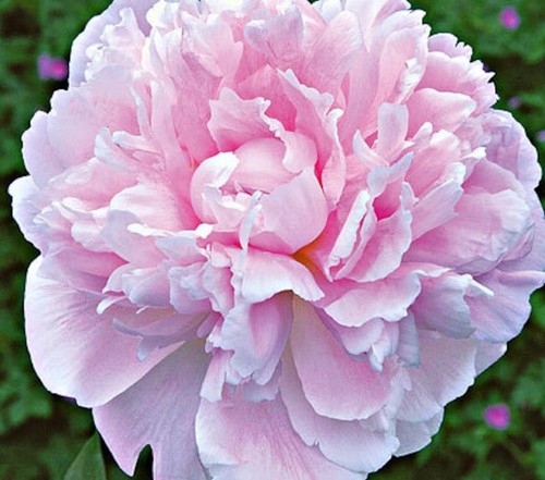 Sarah bernhardt peony bare - bernhardt,